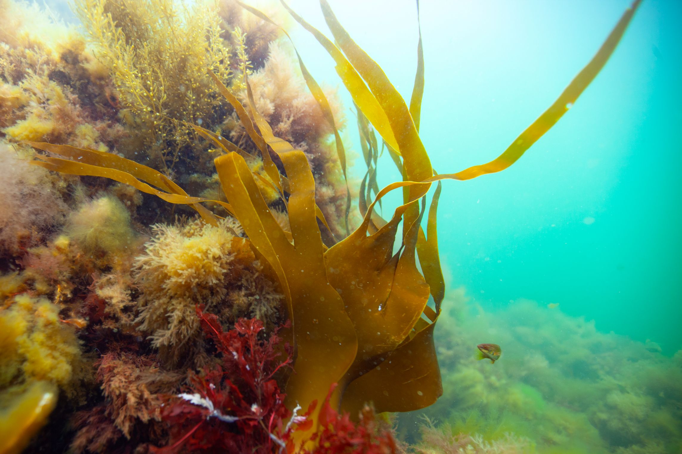 De gamle stenrev, der gav liv og variation på havbunden, forsvandt gennem det sidste århundrede. Nu skal de tilbage i Karrebæk Fjord og Dybsø Fjord. Foto: Christian B. Hvidt / naturfocus