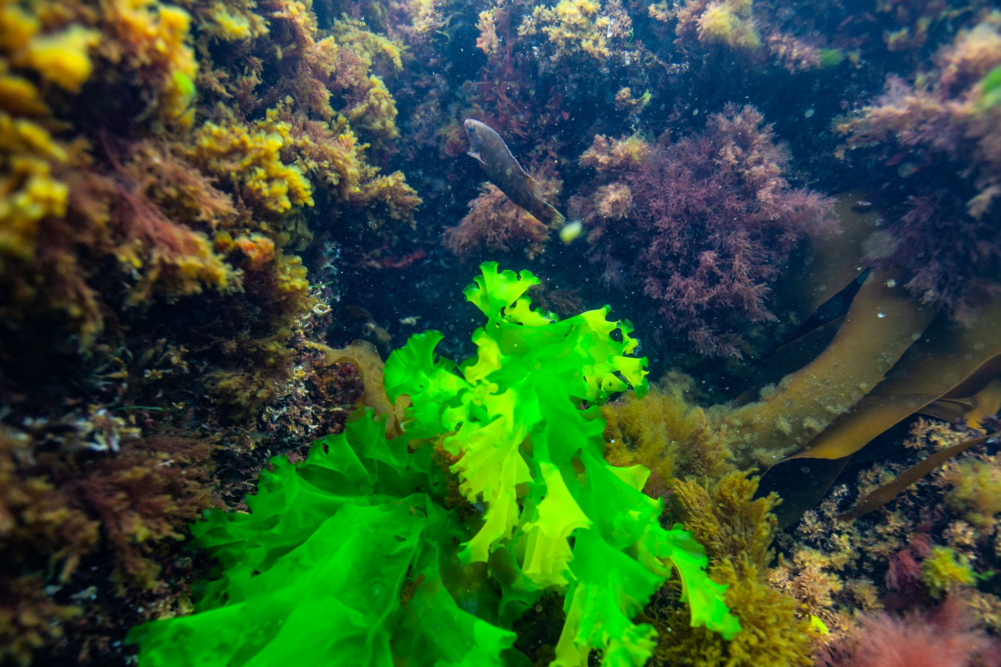 Nye små stenrev vil skabe skjulte oaser under vandoverfladen. Foto: Christian B. Hvidt / naturfocus