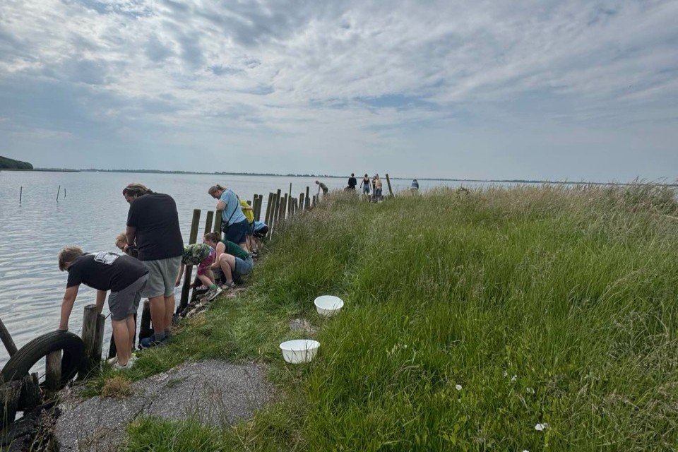 Danmark planter ålegræs