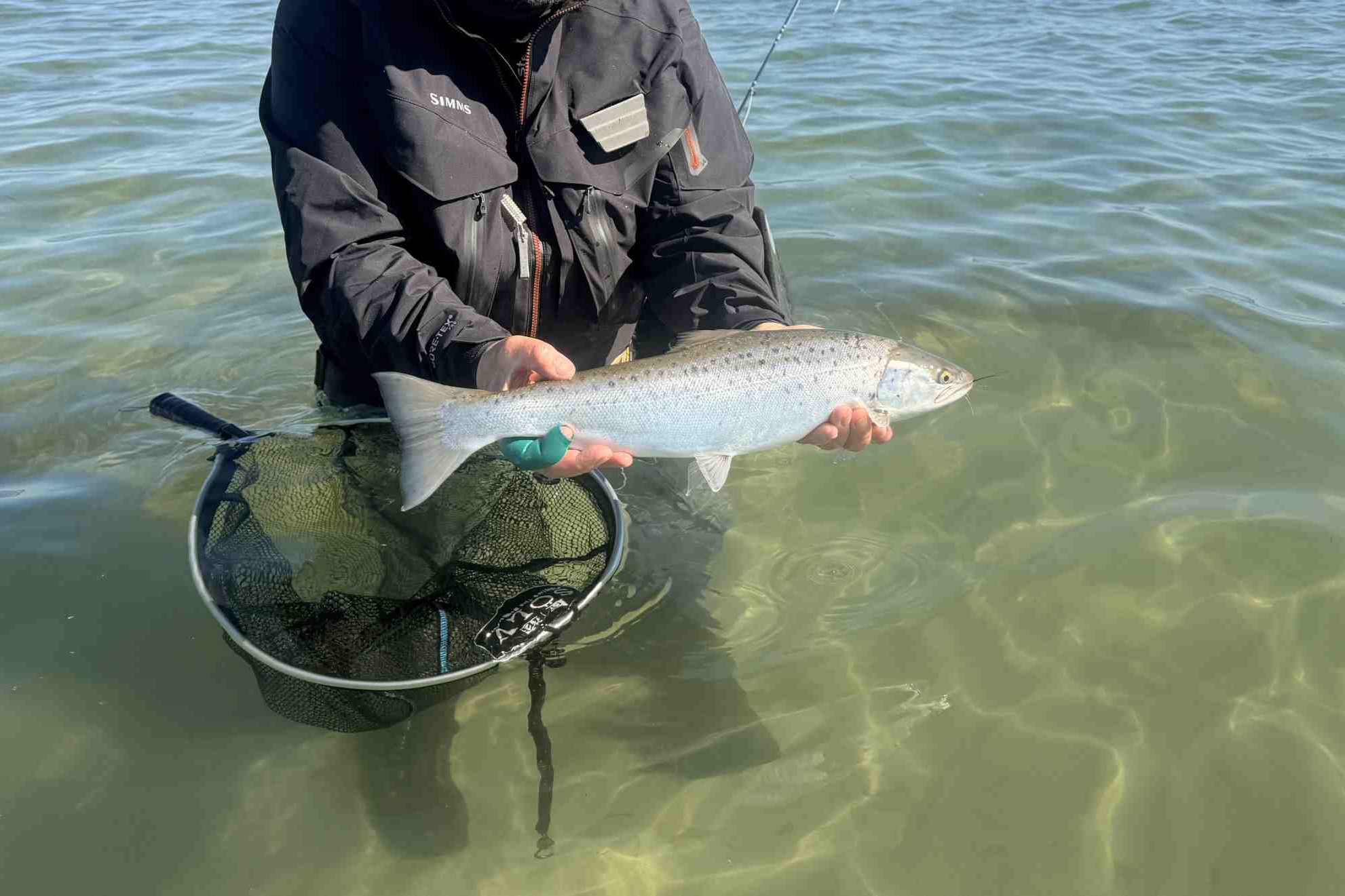 Fang havørreder sammen med Fishing Zealand. Foto: Presse